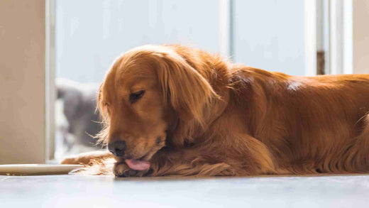 Medicamentos para cães que todos deveriam ter em casa