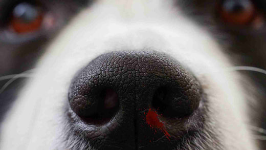 Medicações para cães que todos deveriam ter em casa