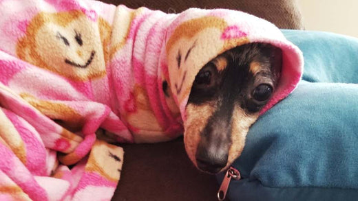 Cachorro filhote é tremendo como se estivesse com frio