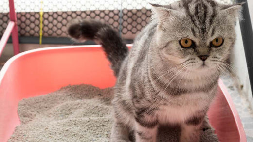 Remédio caseiro para gato que não consegue urinar